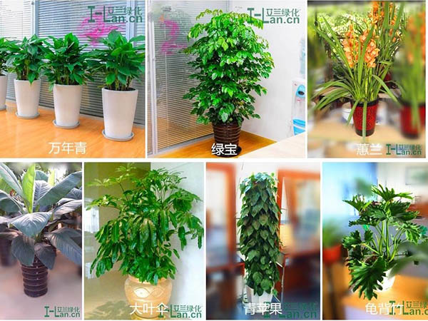 绿植租摆与销售